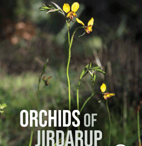 Orchids of Jirdarup