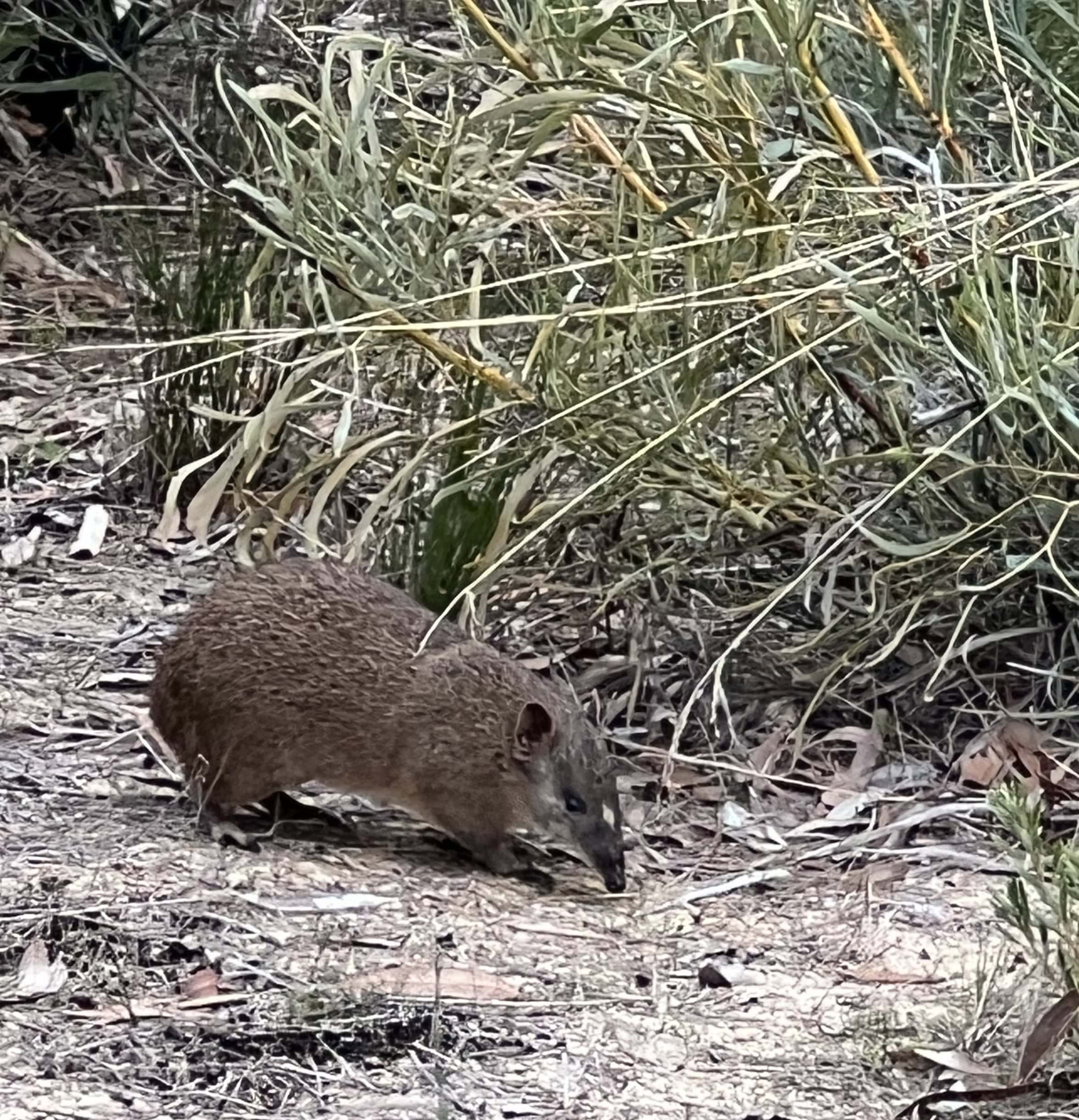 Quenda 2 July 2026